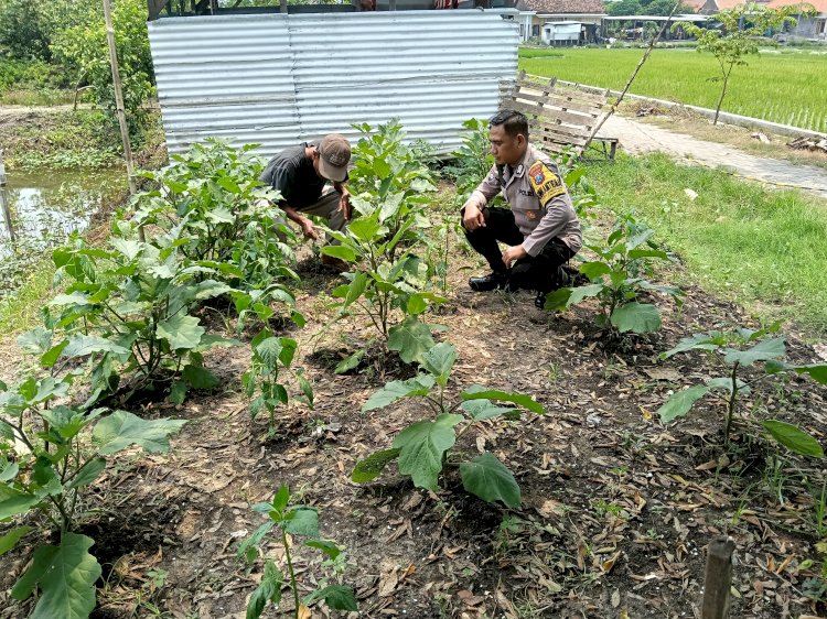 Sinergi Bhabinkamtibmas dan Warga Dukung Ketahanan Pangan Lewat Pengelolaan Lahan Sayuran P2B di Jabon